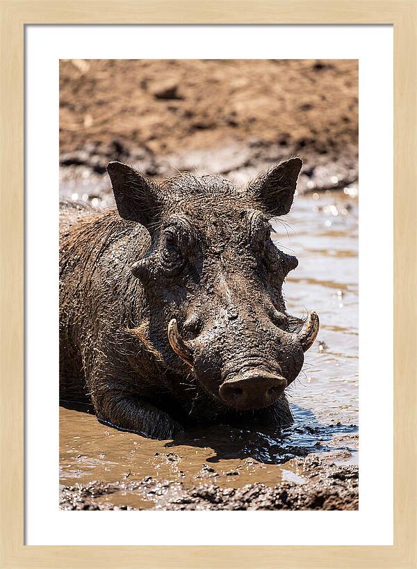 African Warthog Enjoying A Mud Bath