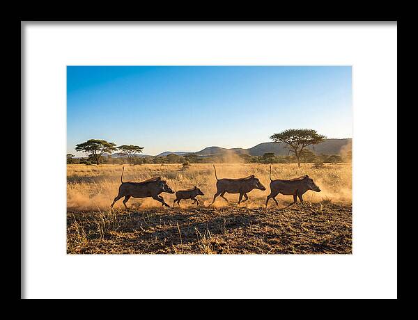 African Warthog Family Running
