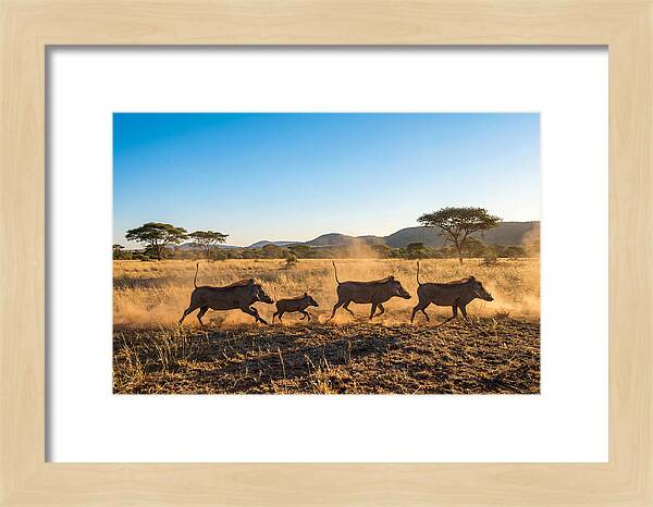 African Warthog Family Running