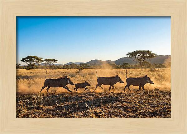 African Warthog Family Running