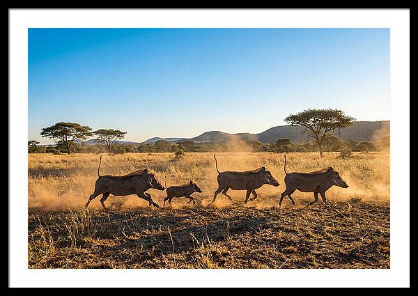 African Warthog Family Running