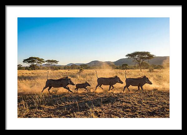 African Warthog Family Running
