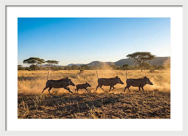 African Warthog Family Running