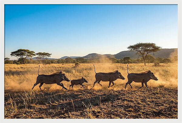 African Warthog Family Running