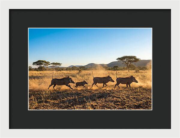 African Warthog Family Running