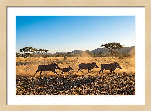 African Warthog Family Running