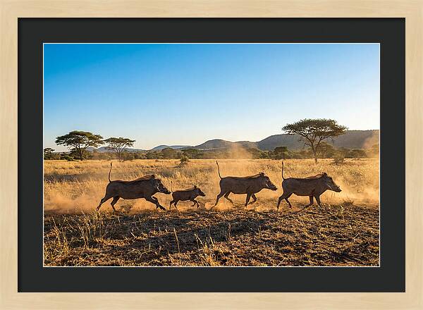 African Warthog Family Running