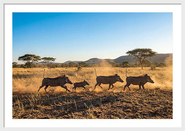 African Warthog Family Running