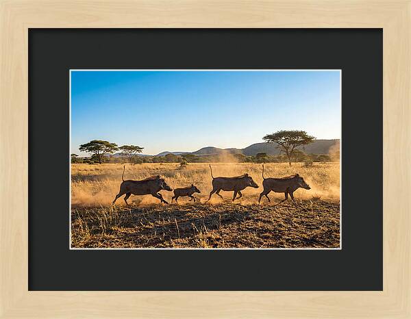 African Warthog Family Running