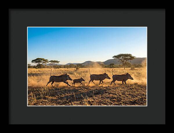 African Warthog Family Running