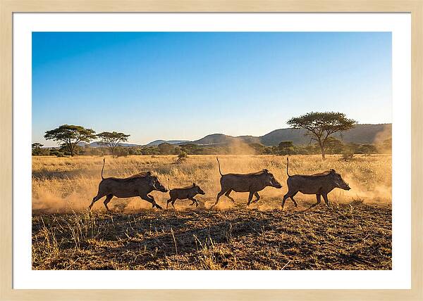 African Warthog Family Running