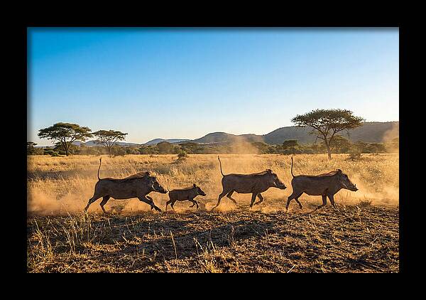 African Warthog Family Running