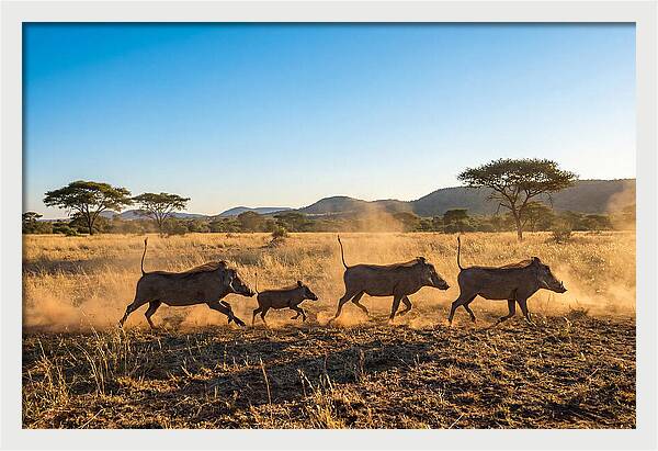 African Warthog Family Running