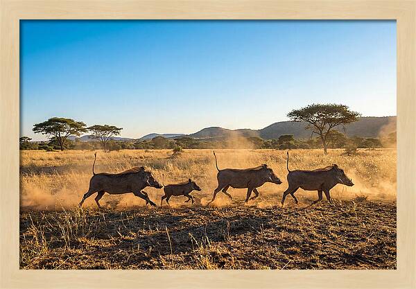 African Warthog Family Running