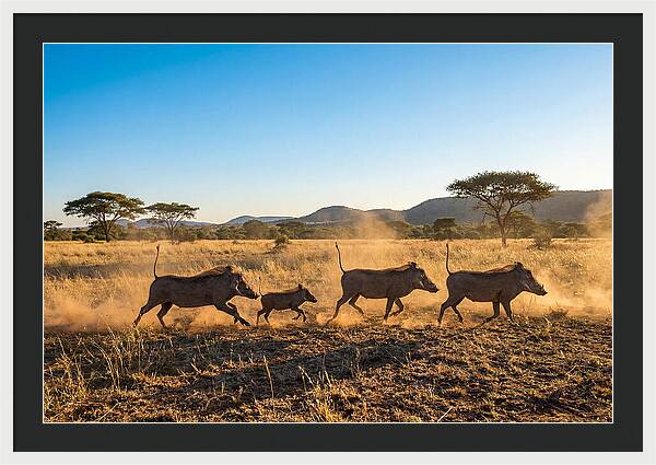 African Warthog Family Running