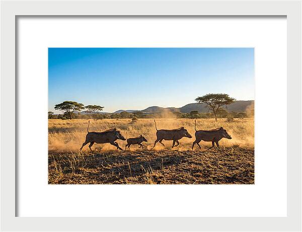 African Warthog Family Running