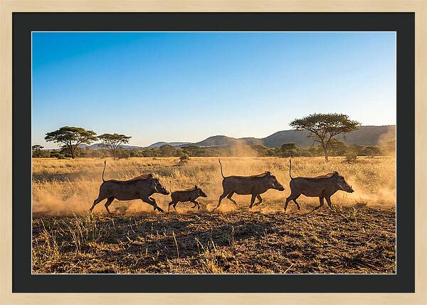 African Warthog Family Running