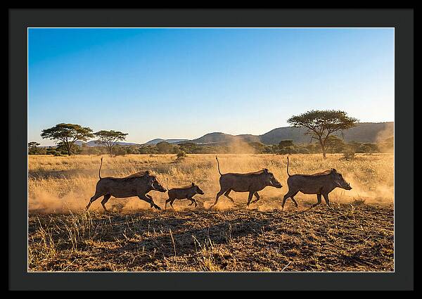 African Warthog Family Running