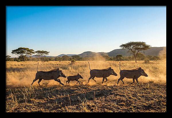 African Warthog Family Running