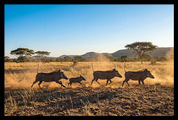 African Warthog Family Running