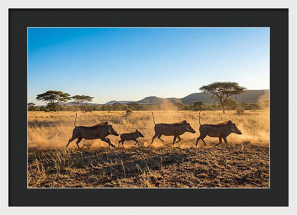 African Warthog Family Running