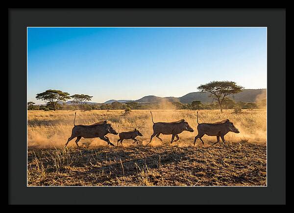 African Warthog Family Running