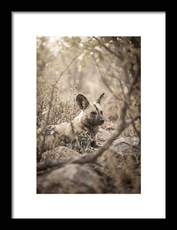 African Wild Dog In Serenity