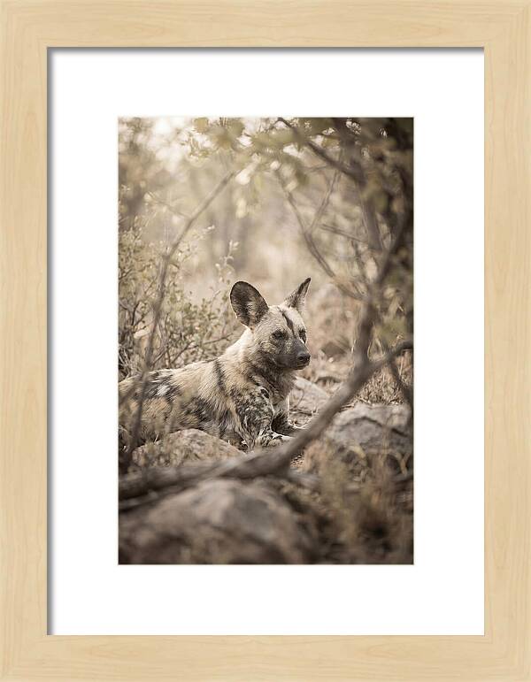African Wild Dog In Serenity
