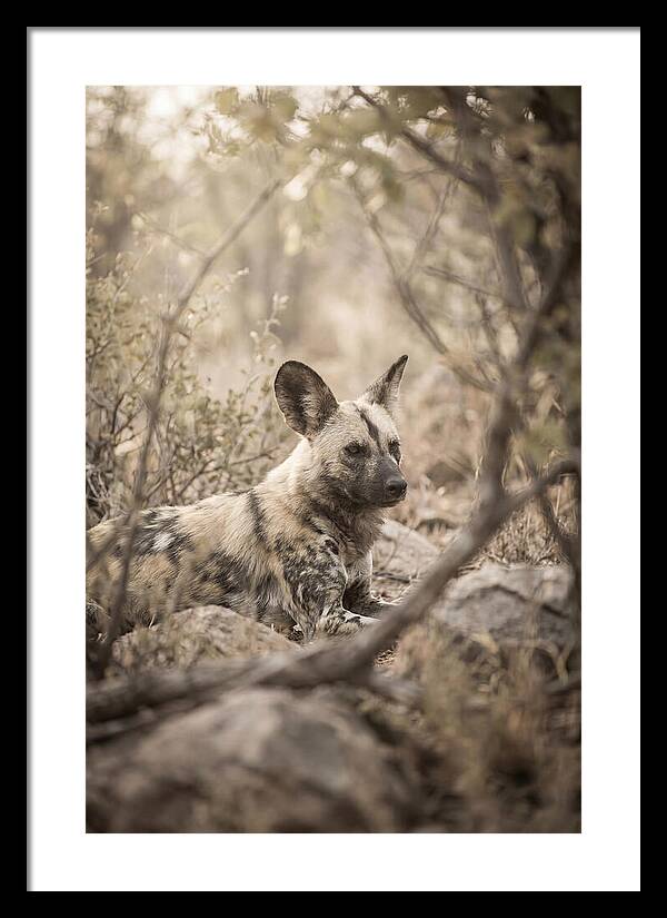 African Wild Dog In Serenity