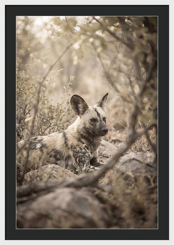 African Wild Dog In Serenity