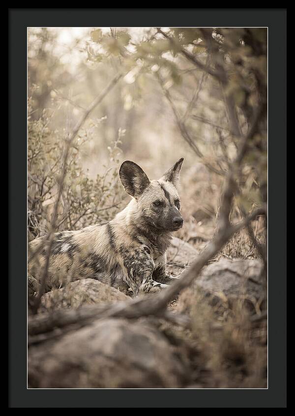 African Wild Dog In Serenity