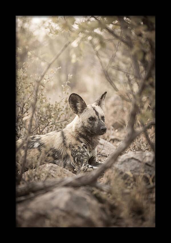 African Wild Dog In Serenity