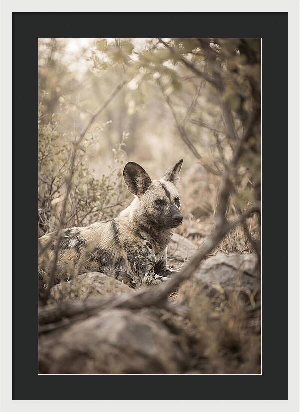 African Wild Dog In Serenity