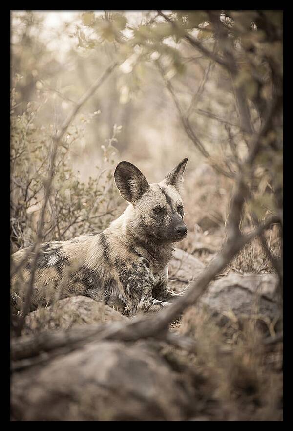 African Wild Dog In Serenity