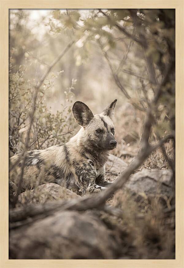African Wild Dog In Serenity