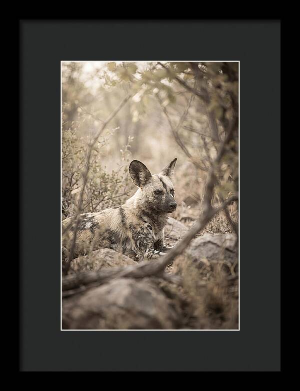 African Wild Dog In Serenity