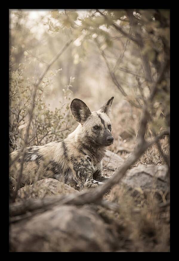 African Wild Dog In Serenity