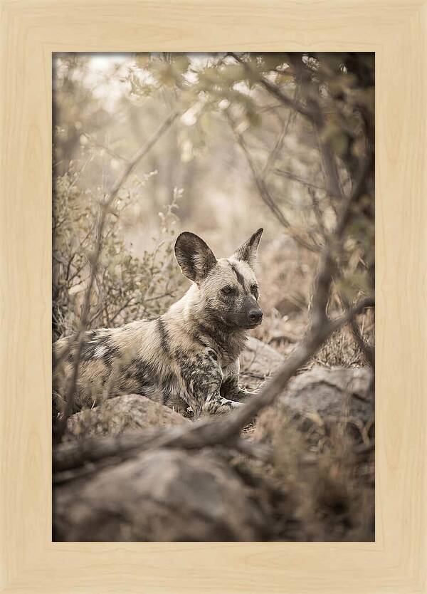 African Wild Dog In Serenity