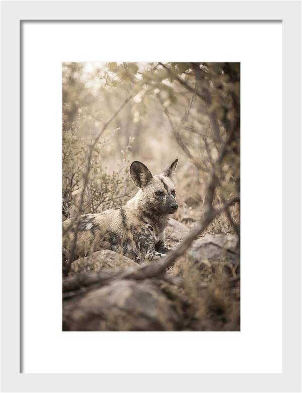 African Wild Dog In Serenity