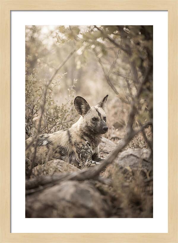 African Wild Dog In Serenity