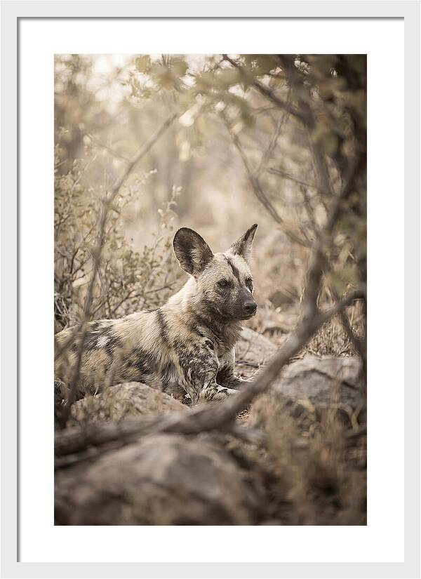 African Wild Dog In Serenity