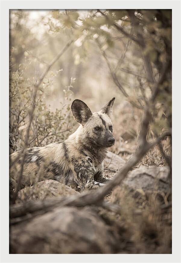 African Wild Dog In Serenity