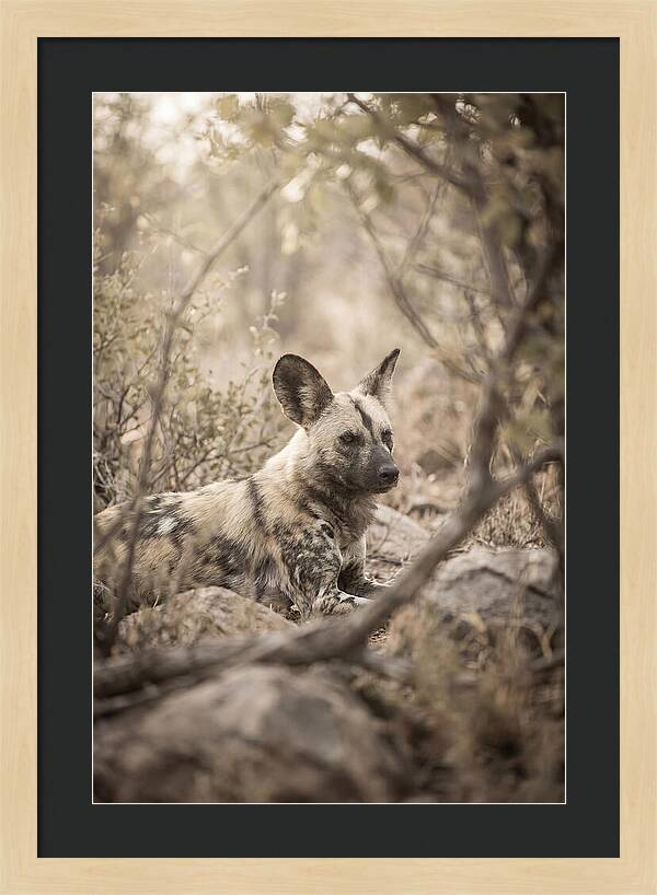 African Wild Dog In Serenity
