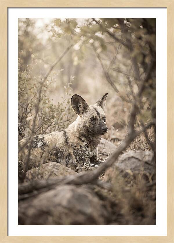 African Wild Dog In Serenity