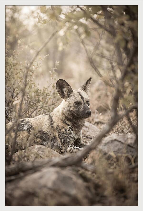 African Wild Dog In Serenity