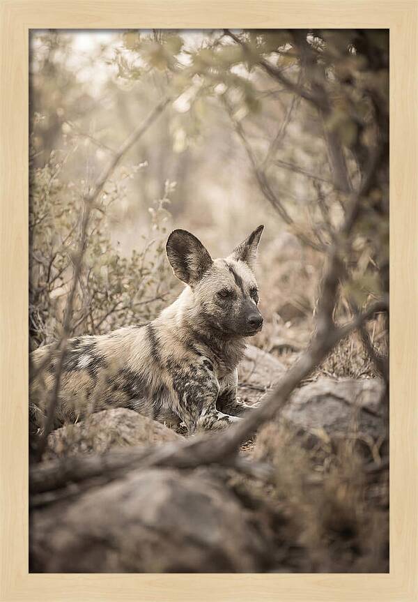 African Wild Dog In Serenity