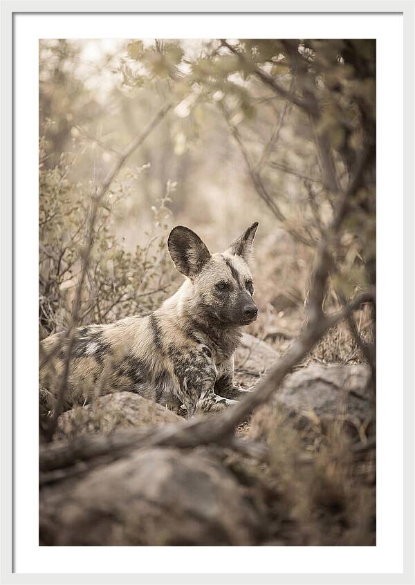 African Wild Dog In Serenity