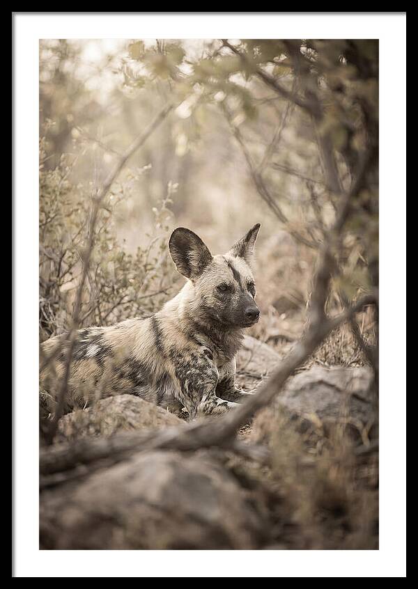 African Wild Dog In Serenity