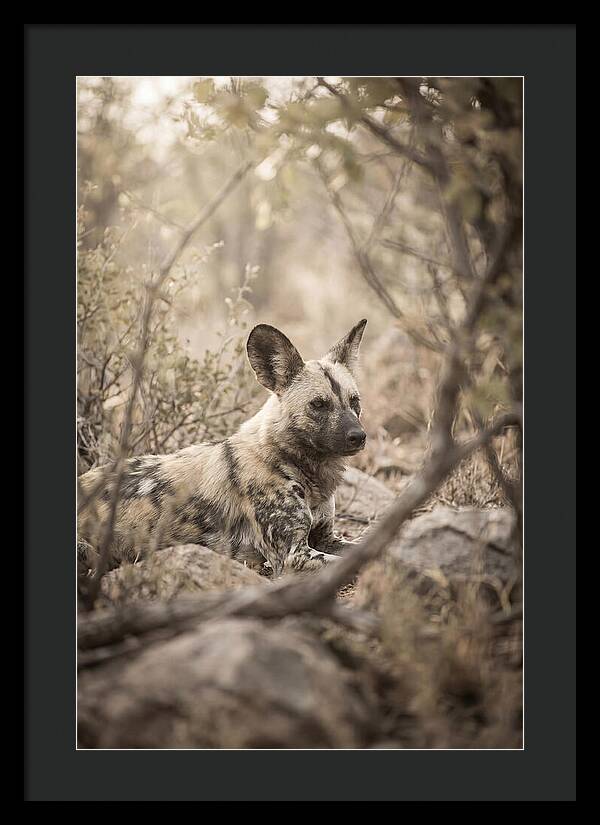 African Wild Dog In Serenity