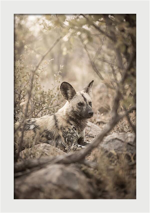 African Wild Dog In Serenity